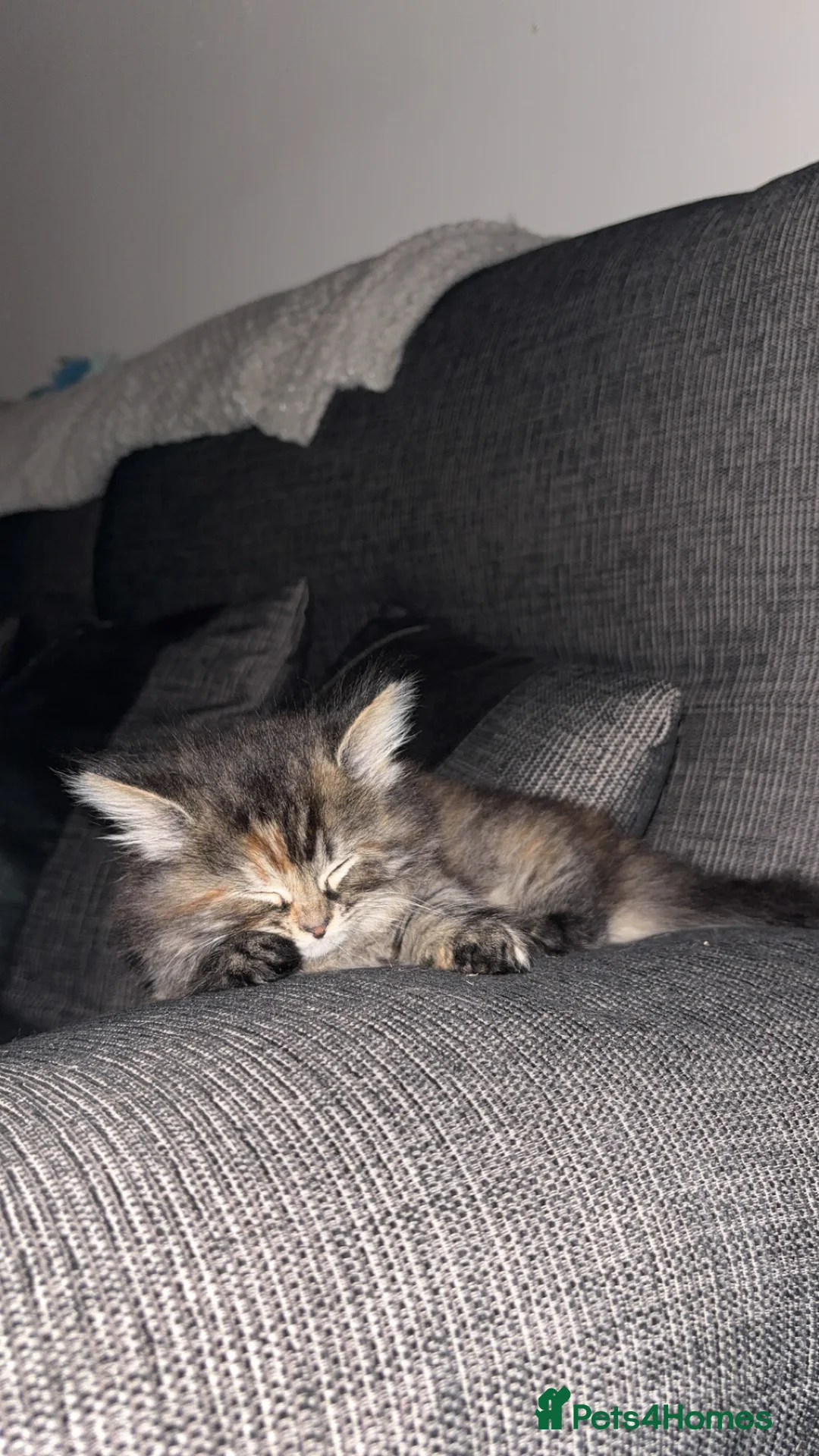 Mixed Breed cats for sale: Beautiful fluffy playful kittens 🐈‍⬛  - Advert 2