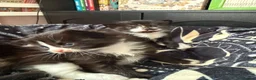 Mixed Breed cats for sale: 4 healthy chunky kittens - Advert 13