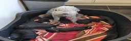 Bedlington Terrier dogs for sale: K.c reg Bedlington terrier pups  in Christchurch - Advert 4