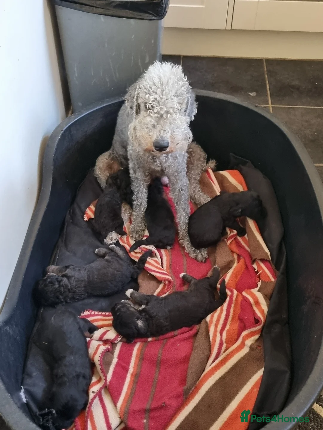 Bedlington Terrier dogs for sale: K.c reg Bedlington terrier pups  in Christchurch - Advert 4