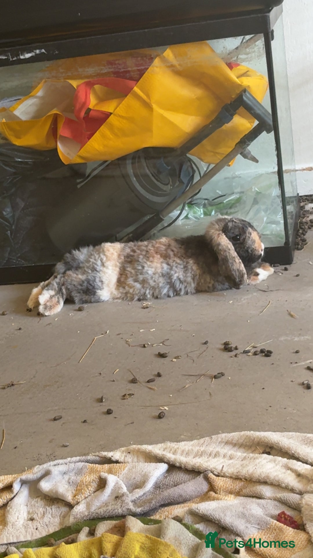 Mini Lop rabbits for sale: Two female rabbits - Image 2