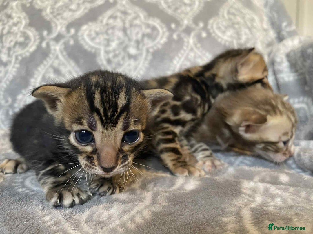 Bengal cats for sale: STUNNING TICA reg Bengal kittens ready to reserve - Image 14