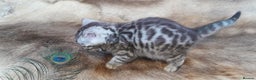 Bengal cats for sale: Beautiful Bengal kittens  - Advert 3