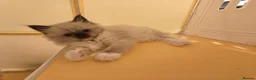 Ragdoll cats for sale: Loving Mitted Kittens – Ready for Homes - Advert 3