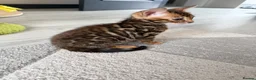 Bengal cats for sale: Beautiful Bengal Kittens Available for Reservation - Advert 7