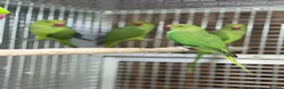 Parakeets birds for sale: Green ringneck - Advert 5