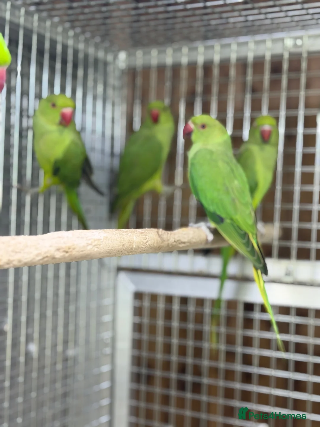 Parakeets birds for sale: Green ringneck - Advert 5