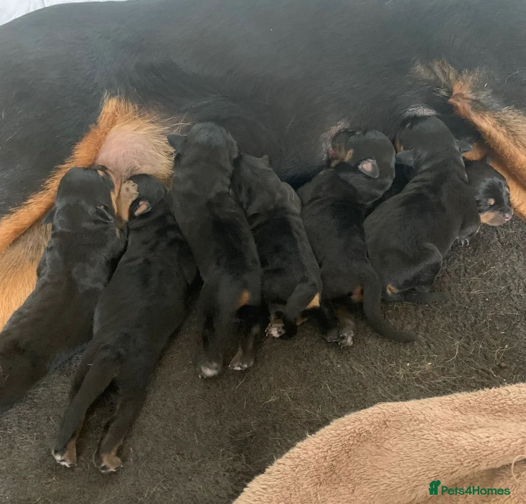 Rottweiler dogs for stud: MALE ROTTWEILER FOR STUD ONLY  - Advert 21