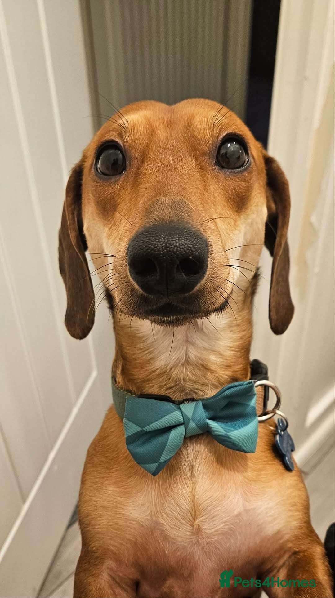 Dachshund dogs 2 year old named Frank  - Advert 3