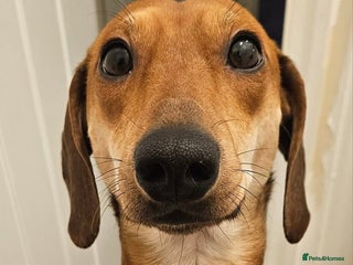 Dachshund dogs 2 year old named Frank - Advert 17