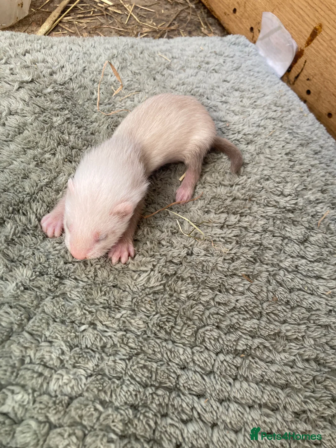 Ferret rodents for sale: 9 ferret kits - Advert 20