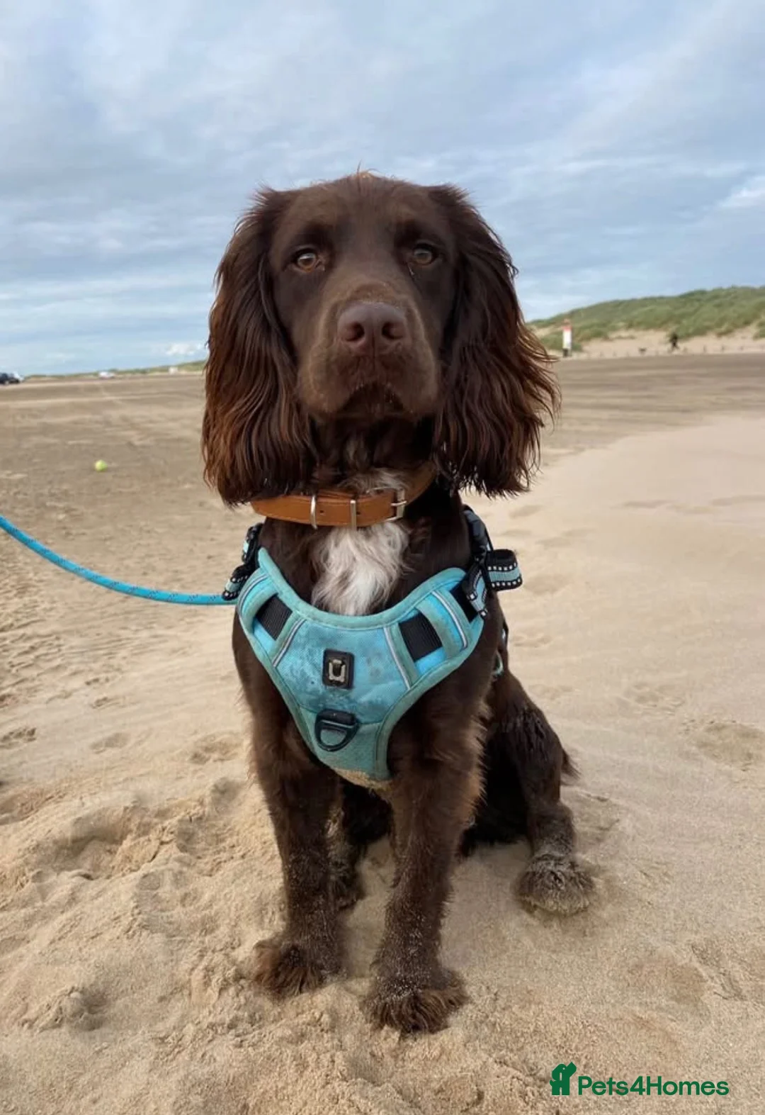 Sprocker dogs for sale: 10 cocker/sprocket spaniels available  - Advert 15