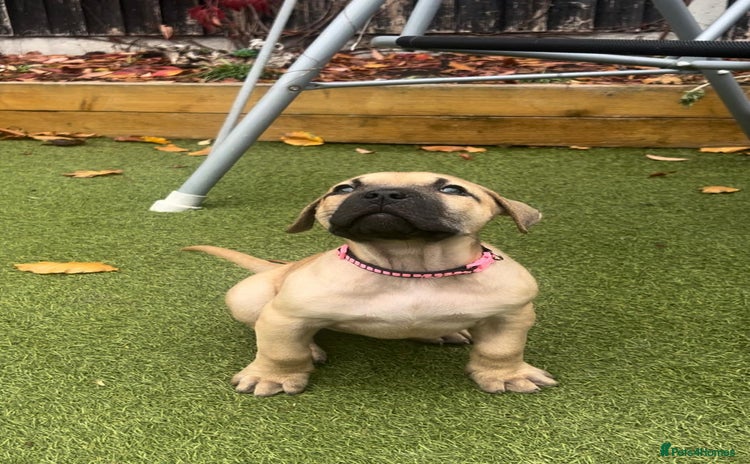 Presa Canario dogs - Advert 8