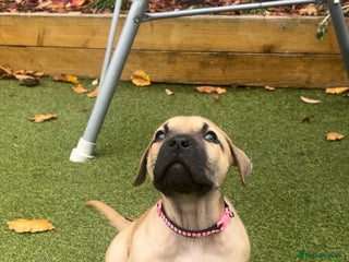 Presa Canario dogs - Advert 2