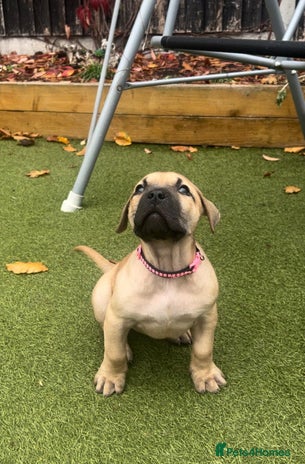 Presa Canario dogs - Advert 1