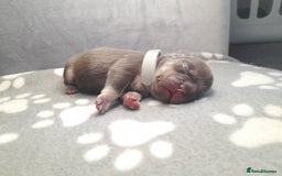 French Bulldog dogs for sale: Pedagree & KC papered merl carrying French bulldog - Image 4