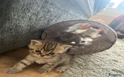 British Shorthair cats for sale: British shorthair kittens  - Image 24