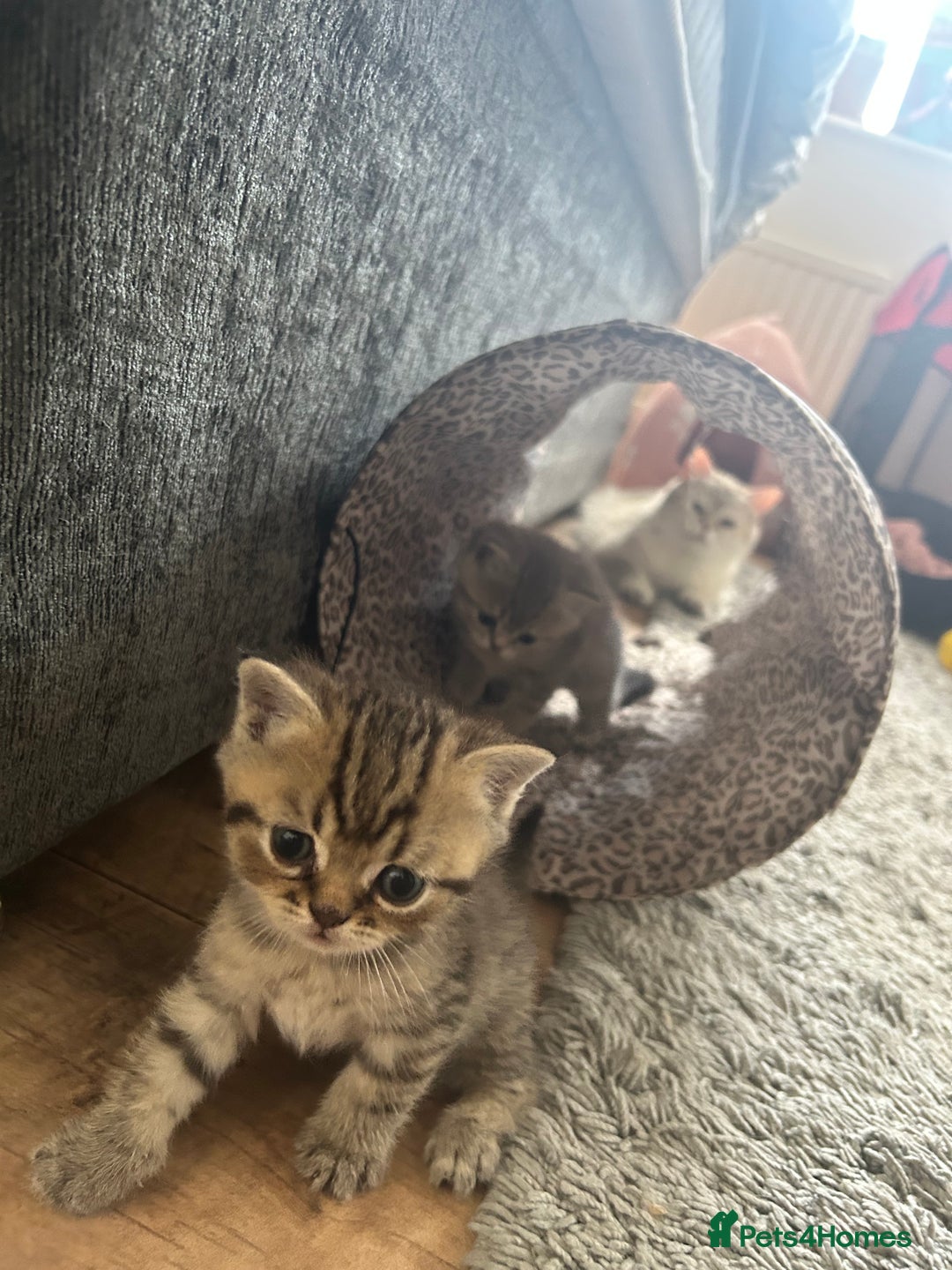British Shorthair cats for sale: British shorthair kittens  - Image 24