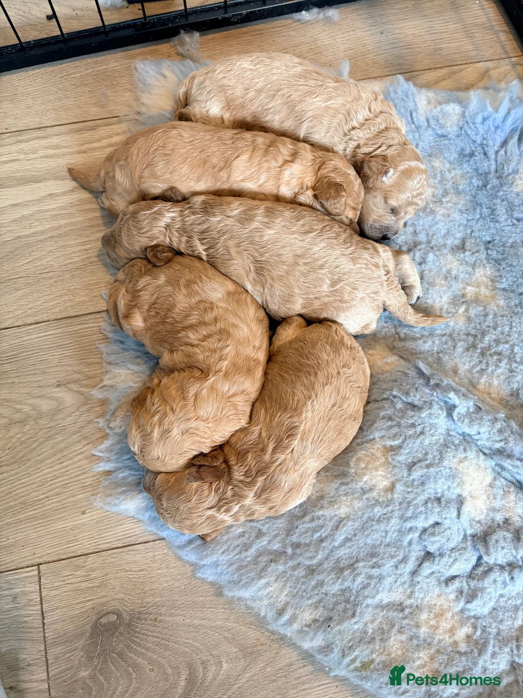 Cockapoo dogs for sale: F1B cockapoos  in Maldon - Advert 2