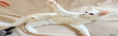 Maine Coon Kitten 1