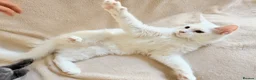 Maine Coon cats for sale:     Stunning Purebred Maine Coon Kitten - Advert 30