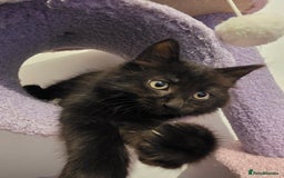 British Longhair cats for sale: Black fluffy kitten - Image 1