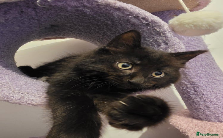 British Longhair cats - Advert 8