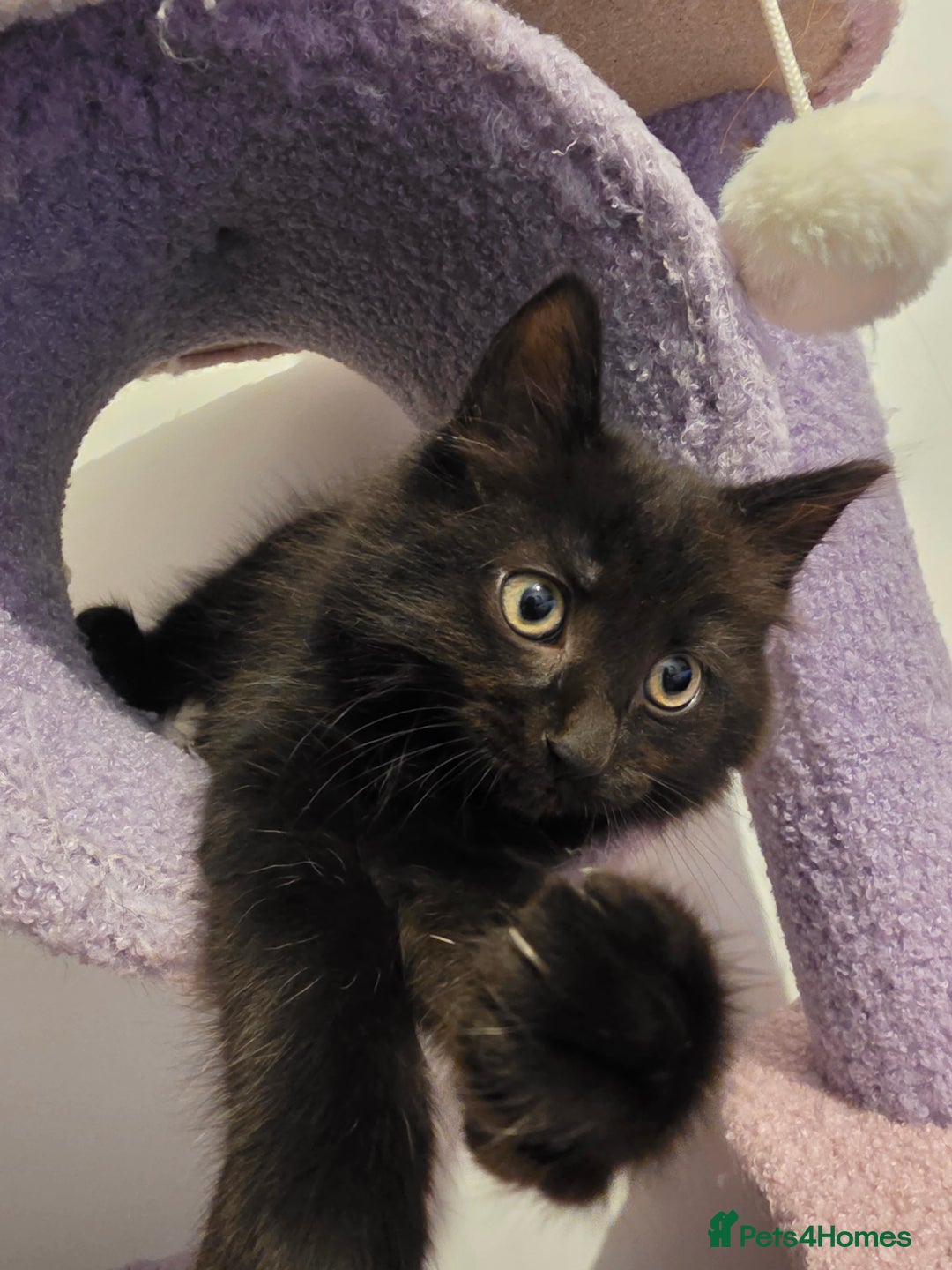 British Longhair cats for sale: Black fluffy kitten - Image 1