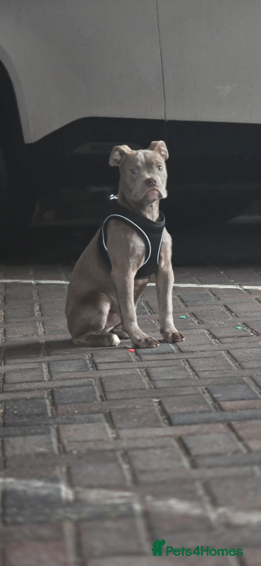 Olde English Bulldogge dogs for sale: 7 Month Old Olde English Bulldog Female - Advert 1