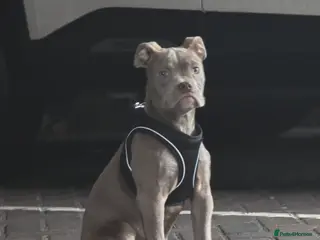 Olde English Bulldogge dogs 7 Month Old Olde English Bulldog Female - Advert 4