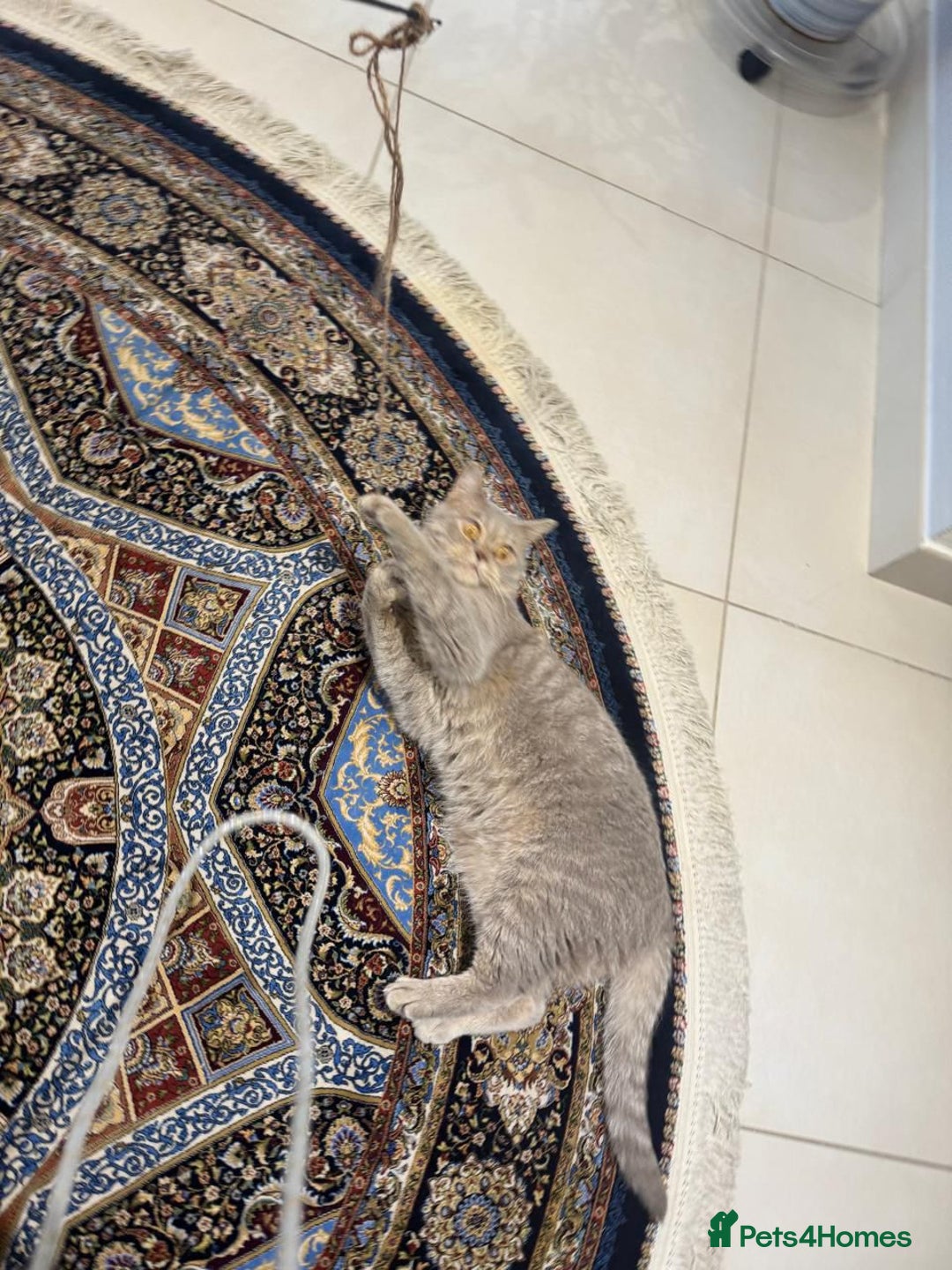 Mixed Breed cats for adoption: ASH -BRITISH SHORT HAIR? AFECTIONATE-BOY NEUTERED  - Image 3