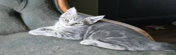 Maine Coon cats for sale: Maine coon half breed. - Advert 9