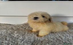 Cavachon dogs for sale: Little of cavachon pups for sale  - Advert 11