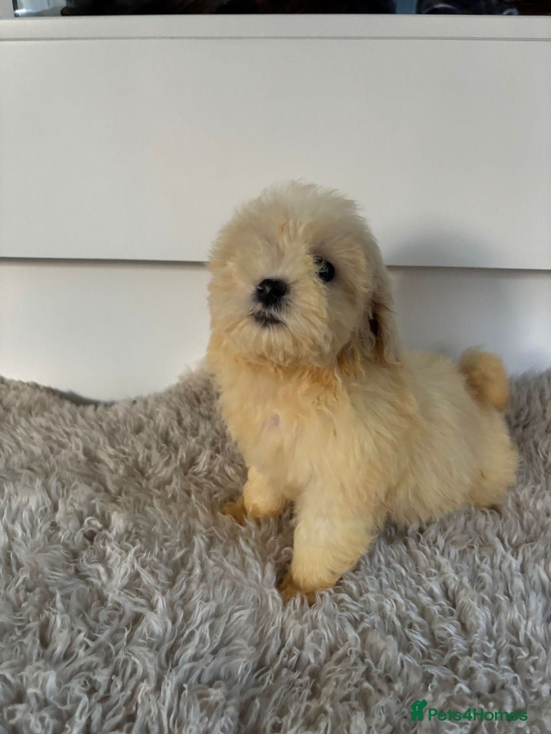 Cavachon dogs for sale: Little of cavachon pups for sale  - Advert 11