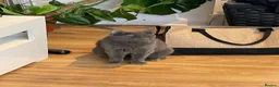 Domestic Shorthair cats for sale: Two beautiful sisters who need a loving home.  - Advert 7