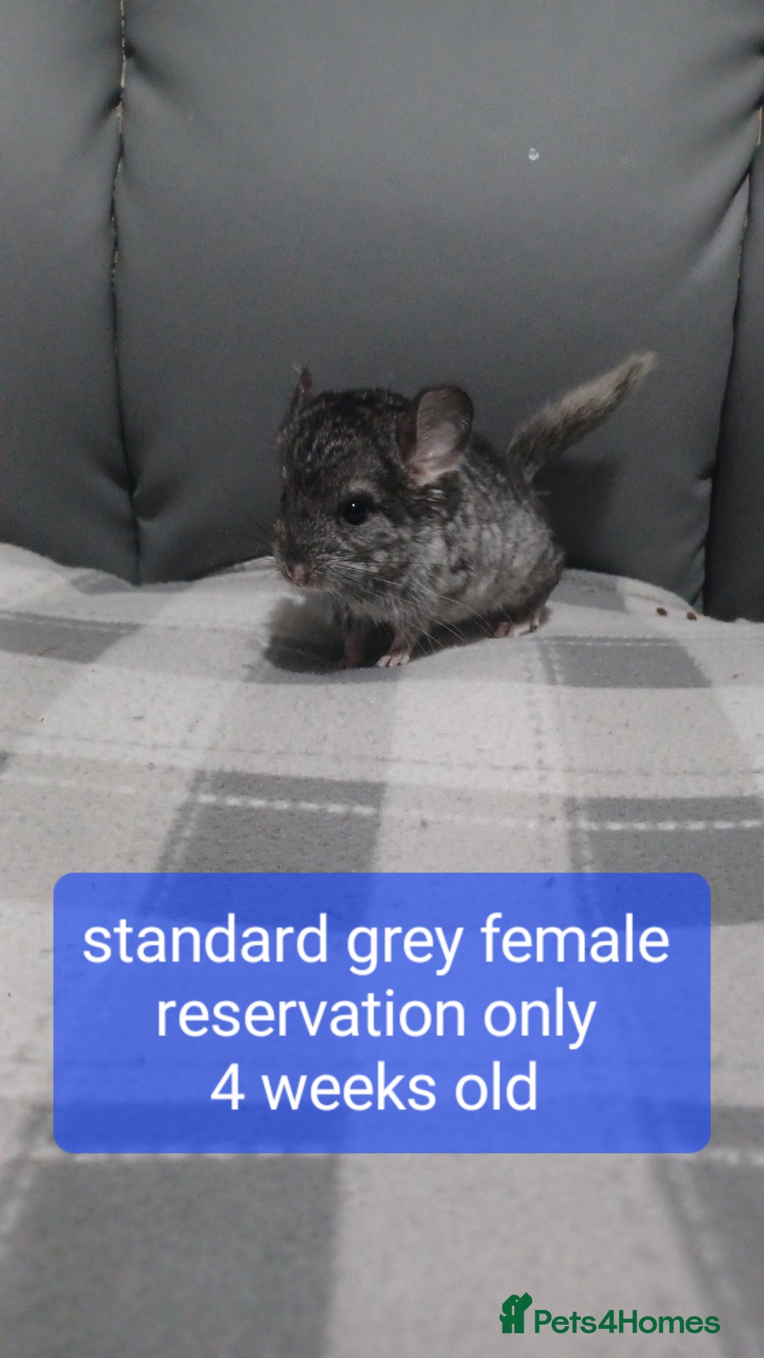 Chinchilla rodents for sale: Chinchilla kits to reserve  - Advert 14
