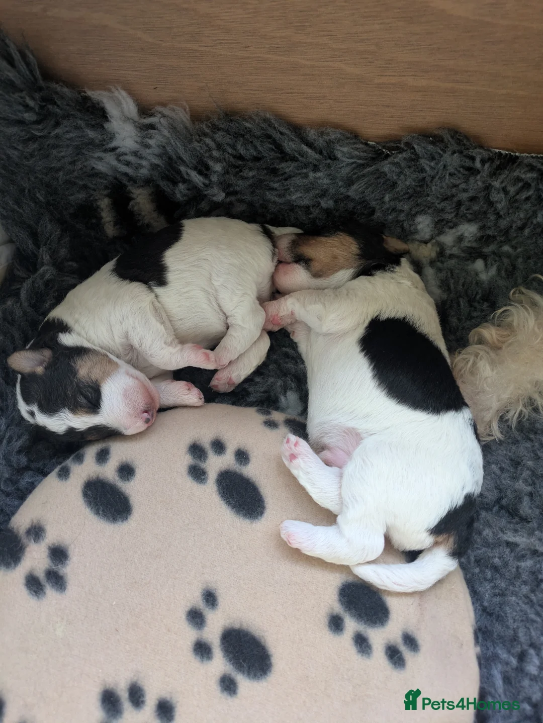Fox Terrier dogs for sale: Beautiful KC litter of ( 3 boys )  in Wisbech - Advert 27