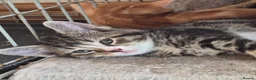 Mixed Breed cats for sale: Kittens, kittens, kittens!!!!!! - Advert 6
