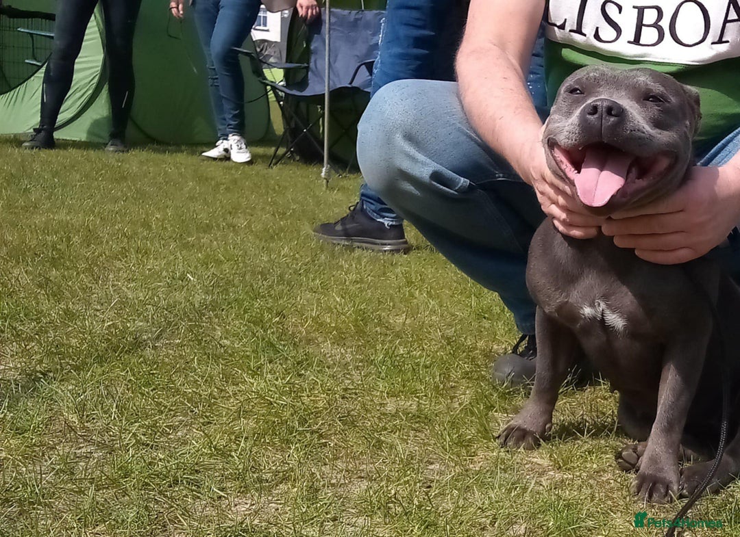Staffordshire Bull Terrier dogs for sale: Champion lines Staffordshire Bull terrier puppies - Image 6