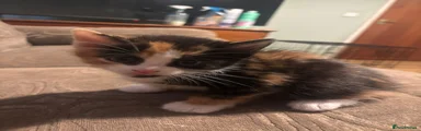 Mixed Breed Kitten 3