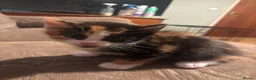 Mixed Breed cats for sale: 3 beautiful babies left in Milton Keynes - Advert 4
