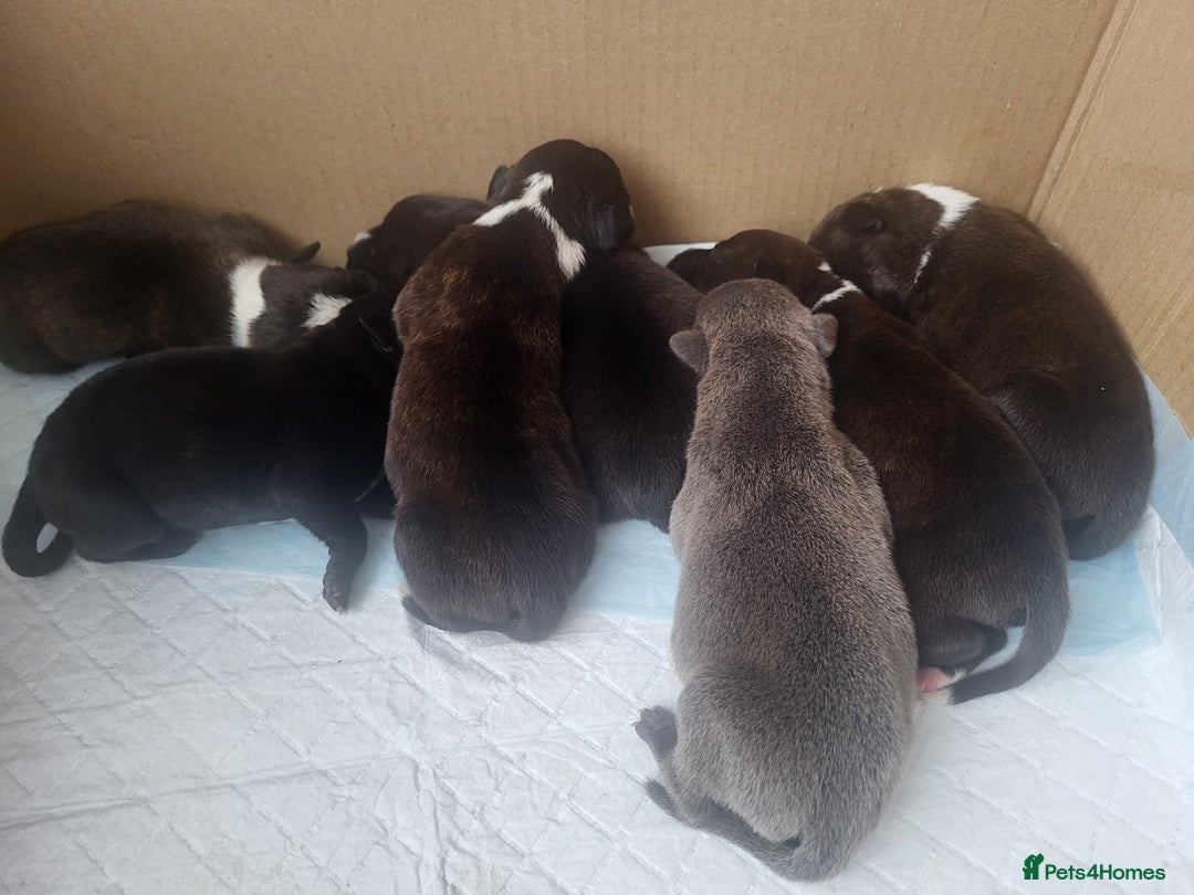 Staffordshire Bull Terrier dogs for sale: Jazz x Otis - BlackBrindles with STUNNING MARKINGS - Image 4