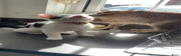 Mixed Breed cats for sale: Beautiful little girl  - Advert 4