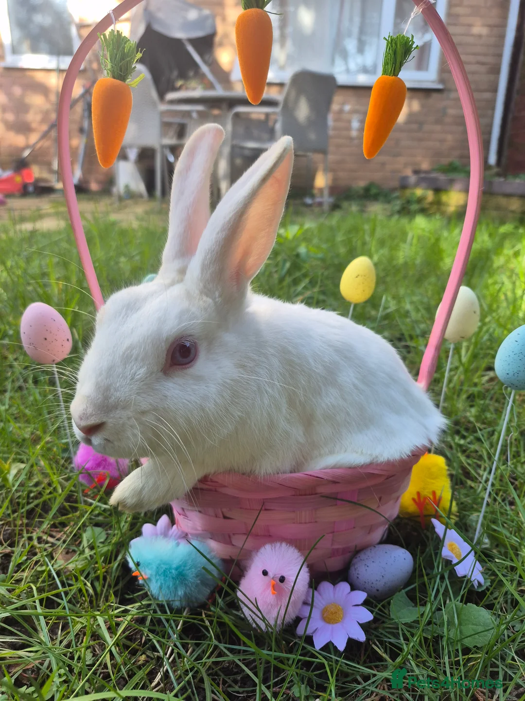 Mixed Breed rabbits for sale: Baby easter bunnies  - Advert 2