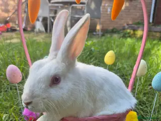 Mixed Breed rabbits Beautiful Baby bunnies - Advert 13