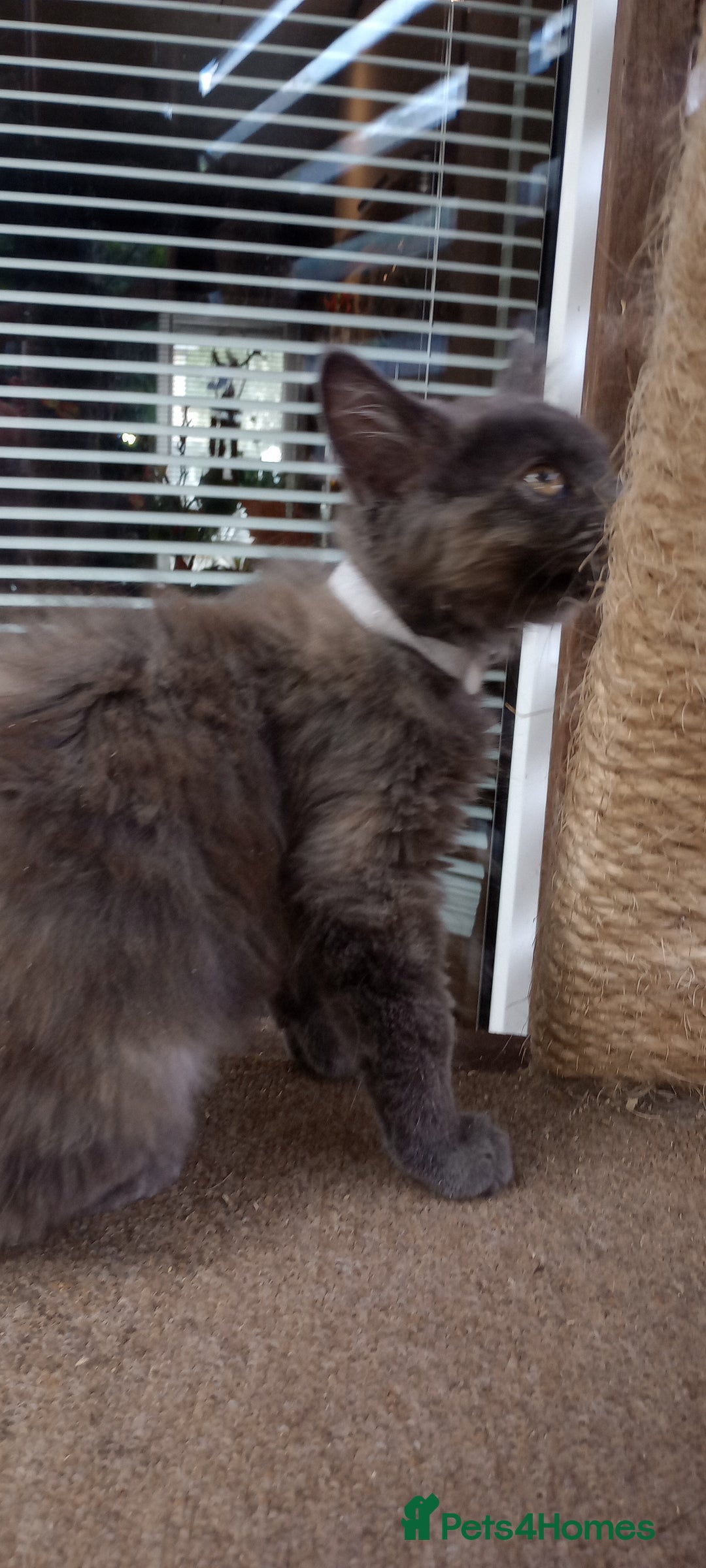 Mixed Breed cats for sale: Maicoon mix  - Image 8