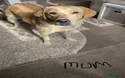 Labrador Retriever dogs for sale: Beautiful chunky yellow  Labrador puppy’s  - Image 9