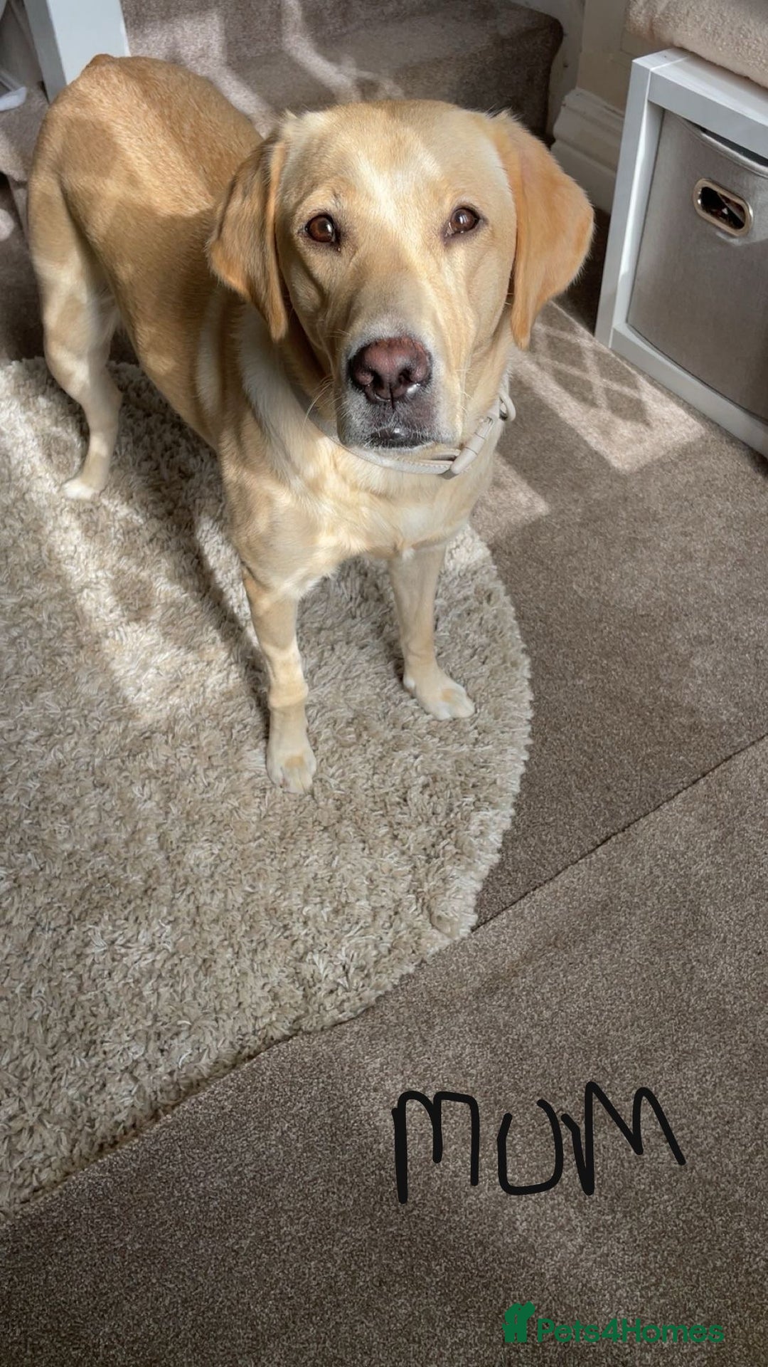 Labrador Retriever dogs for sale: Beautiful chunky yellow  Labrador puppy’s  - Image 9