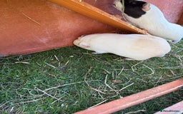Guinea Pig rodents for sale: Two male guinea pigs  - Image 2