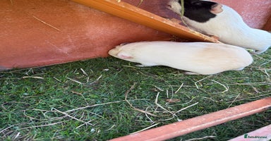 Guinea Pig rodents - Advert 7
